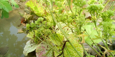 green moss in the forest