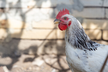 White cock in chicken coop looking to the left with copy space area. Bio poultry in organic home farm in village
