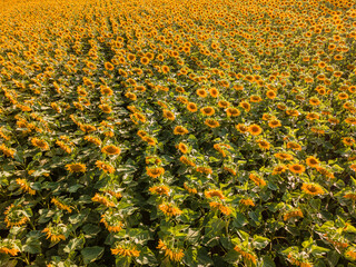 Sunflower field from top view during summer time