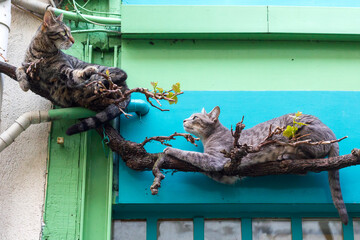 Two cats resting on the grapevine in front of the colorful green and blue wall facade. 
