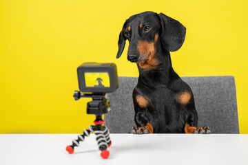 Famous obedient dachshund blogger sits at table and shoots video blog for dogs on action camera on...