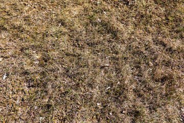 Vertrocknetes Gras