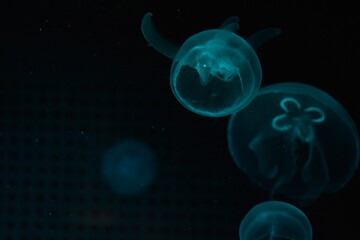 Jellyfish