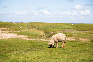 Einzelnes Schaf auf einer Wiese