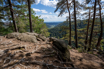 Schwarzwald bei Sankt Blasien