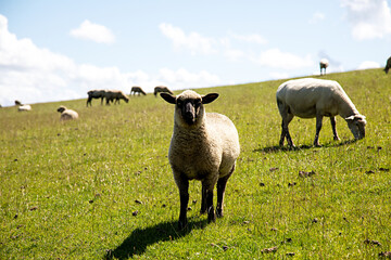 Schaf auf Deich