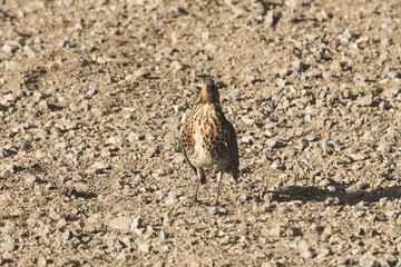 A gray bird on backyard posing for photografer.