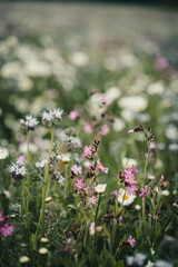 Blumenwiese
