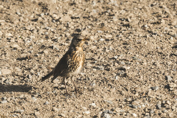 A gray curious bird standing behind a house on a ground.