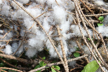 White spider web on the branches. Macro. Russia.
