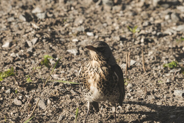 Portrait of a curious gray bird on backyard.