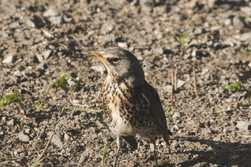 A gray curious bird standing behind a house on a ground.
