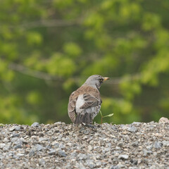 A back view of a curious gray bird on edge of backyard.