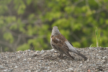 A gray curious bird standing behind a house on a ground.