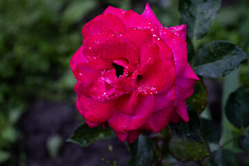 Red rose petals with rain drops closeup. Red Rose. Red rose in raindrops. Red rose