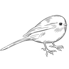 Hand drawn vector of long-tailed tit isolated on white background for coloring page. Black and white  stock illustration of bird for coloring book.