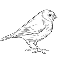 Hand drawn vector of goldfinch isolated on white background for coloring page. Black and white  stock illustration of bird for coloring book.