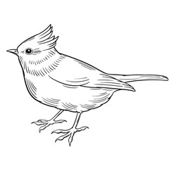 Hand drawn vector of crested tit isolated on white background for coloring page. Black and white  stock illustration of bird for coloring book. © Viktoria