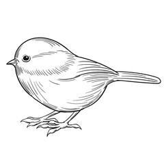 Hand drawn vector of Willow tit isolated on white background for coloring page. Black and white  stock illustration of bird for coloring book.
