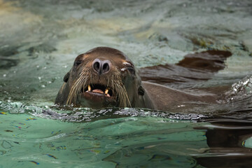 A sea lion at the NC Zoo