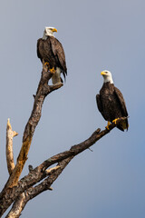 Bald Eagles
