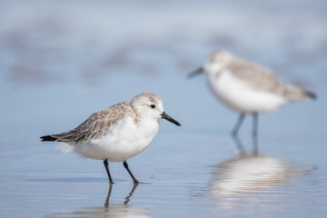 Sanderlings in a Florida Tidal Pool