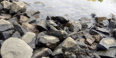 dead sea urchin on the beach