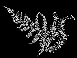 a white outline silhouette of a fern on a black background