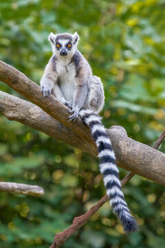 Ring-tailed Lemur Perched in a Tree