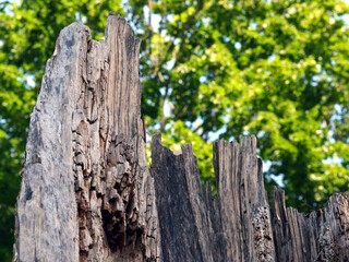 Totholz: Von einem Baum ist nur noch ein vermoderter Stamm übrig