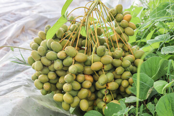 Date Palm laden with dates