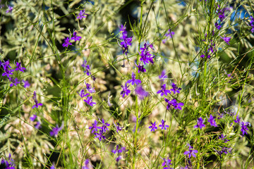 summer blue wildflowers on blurred background, wallpaper, background, abstract picture, mood