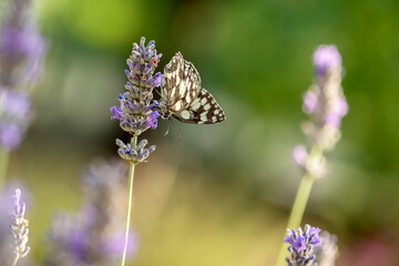 The butterfly Melanargia galathea on a lavender flower gathers nectar on a sunny summer day, spreading its wings