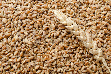 Background from wheat grains with an ear, top view. An ear of wheat lies on ripe grains. Harvest. Copy space. Grains and ear of wheat, top view.