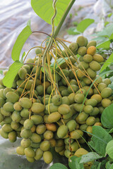 Date Palm laden with dates