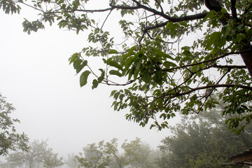 Trees branches with dark & light green leaves against blue sky. Tree branches against the sky
