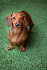 image of dog grass background 