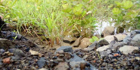 grass in the water