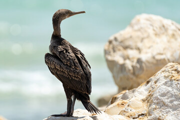 Socotra Cormorant on the north-eastern coast of Qatar. The Socotra cormorant is a threatened species of cormorant that is endemic to the Persian Gulf and the south-east coast of the Arabian Peninsula.