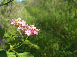 pink and white flowers