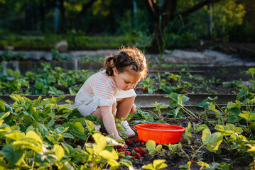 A cute and happy preschool girl collects and eats ripe strawberries in a garden on a summer day at sunset. Happy childhood. Healthy and environmentally friendly crop
