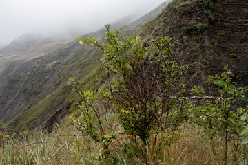 mountain top, hidden in a low cloud, mountains covered with green grass, bushes and trees, sunlight and shadows, Hiking trai. Green tree Bush in the mountains in cloudy weather