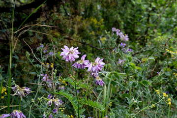 Purple flowers among green plants
