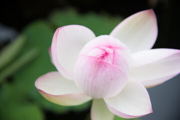 Fototapeta na wymiar 蓮の花