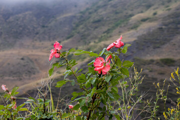 Obraz premium The red color in summer on the mountains brings the beautiful alpine rose. Pink roses in the mountains. Pink roses in the mountains on a light background. Pink roses in the fog