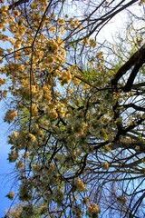yellow cherry blossom 