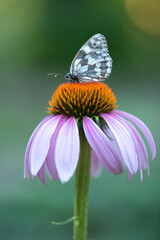 Fototapeta na wymiar The butterfly Melanargia galathea on the flower Echinacea collects nectar