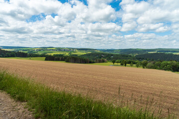 Fototapeta na wymiar Field of wheat and blue sky with white clouds