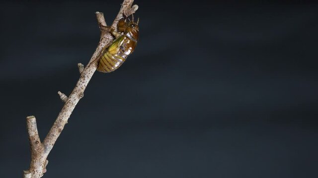 アブラゼミの羽化　タイムラプス