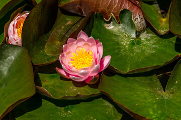 Wasserlilie © jarek106